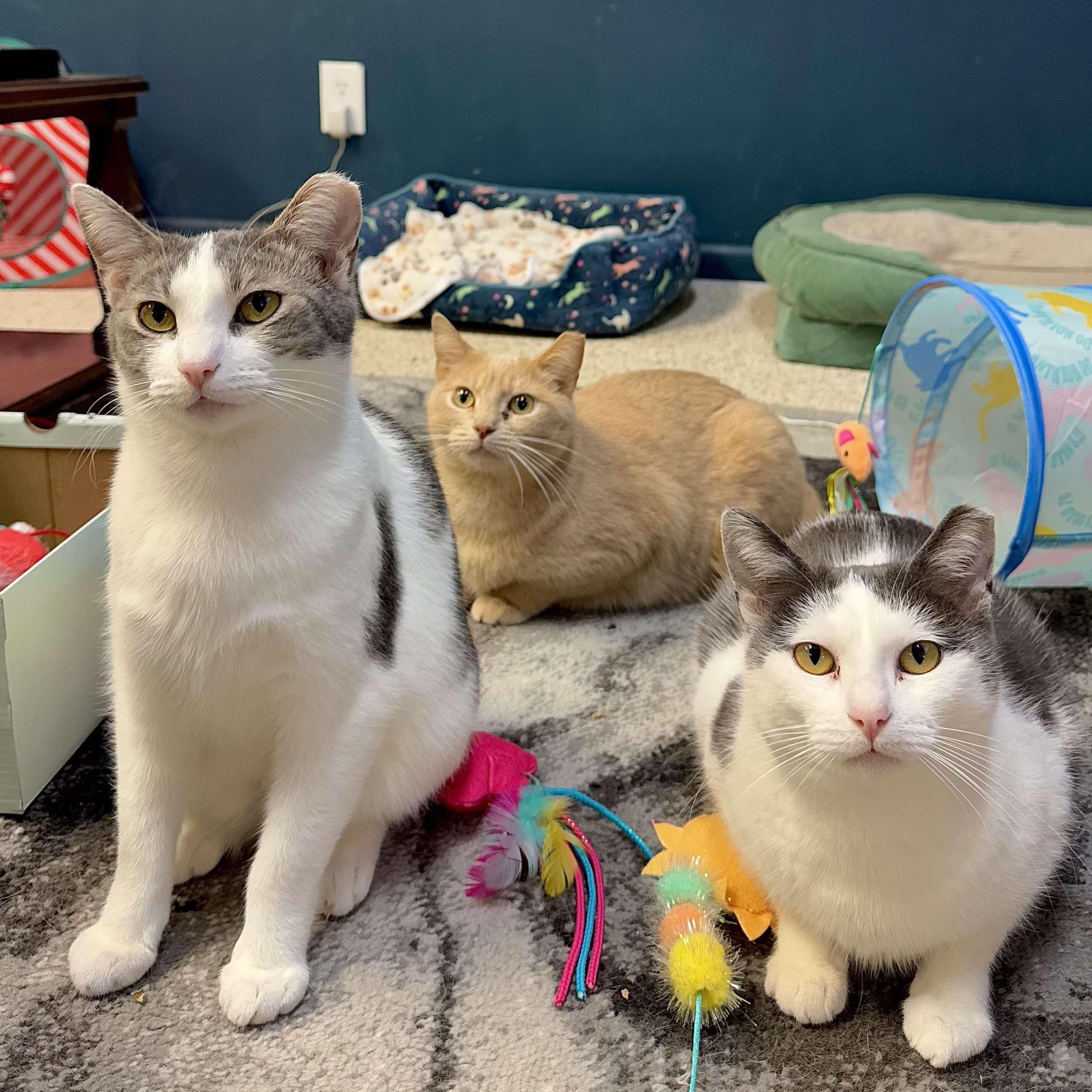 Bonded Pairtrio Cathleen