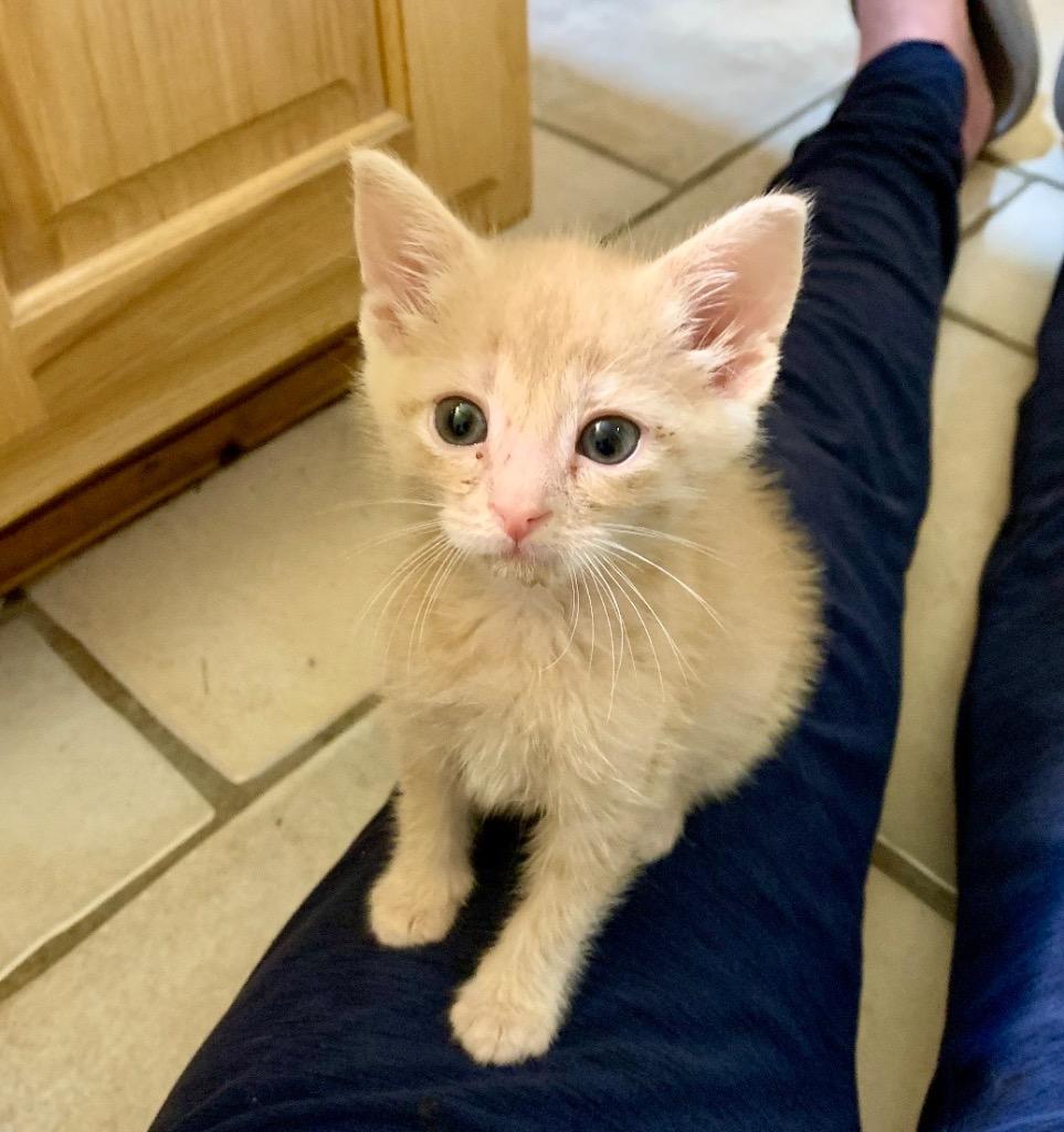 A baby medium-sized male Domestic Medium Hair cat named Bubba for adoption in Danielsville, GA