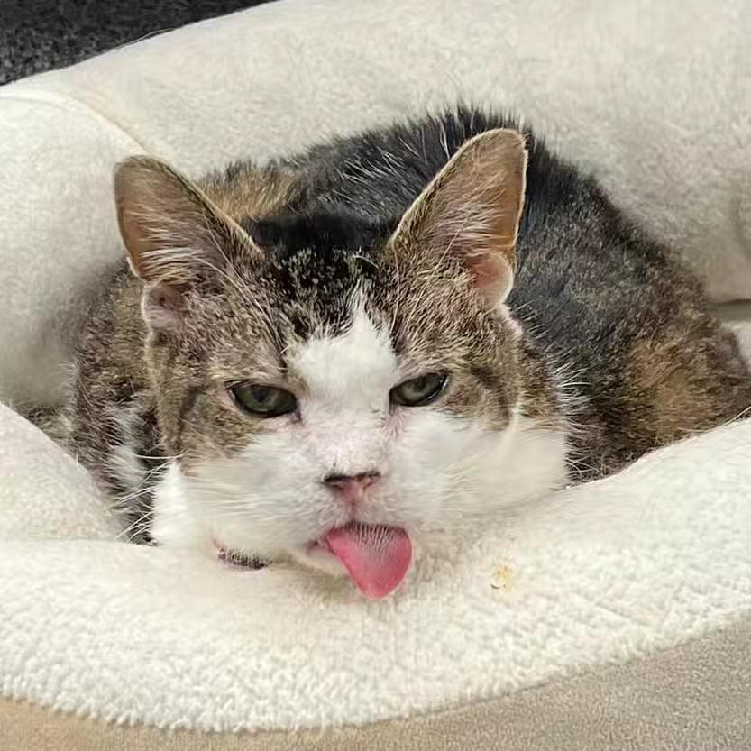 Kissy Suzuki Purrmanent