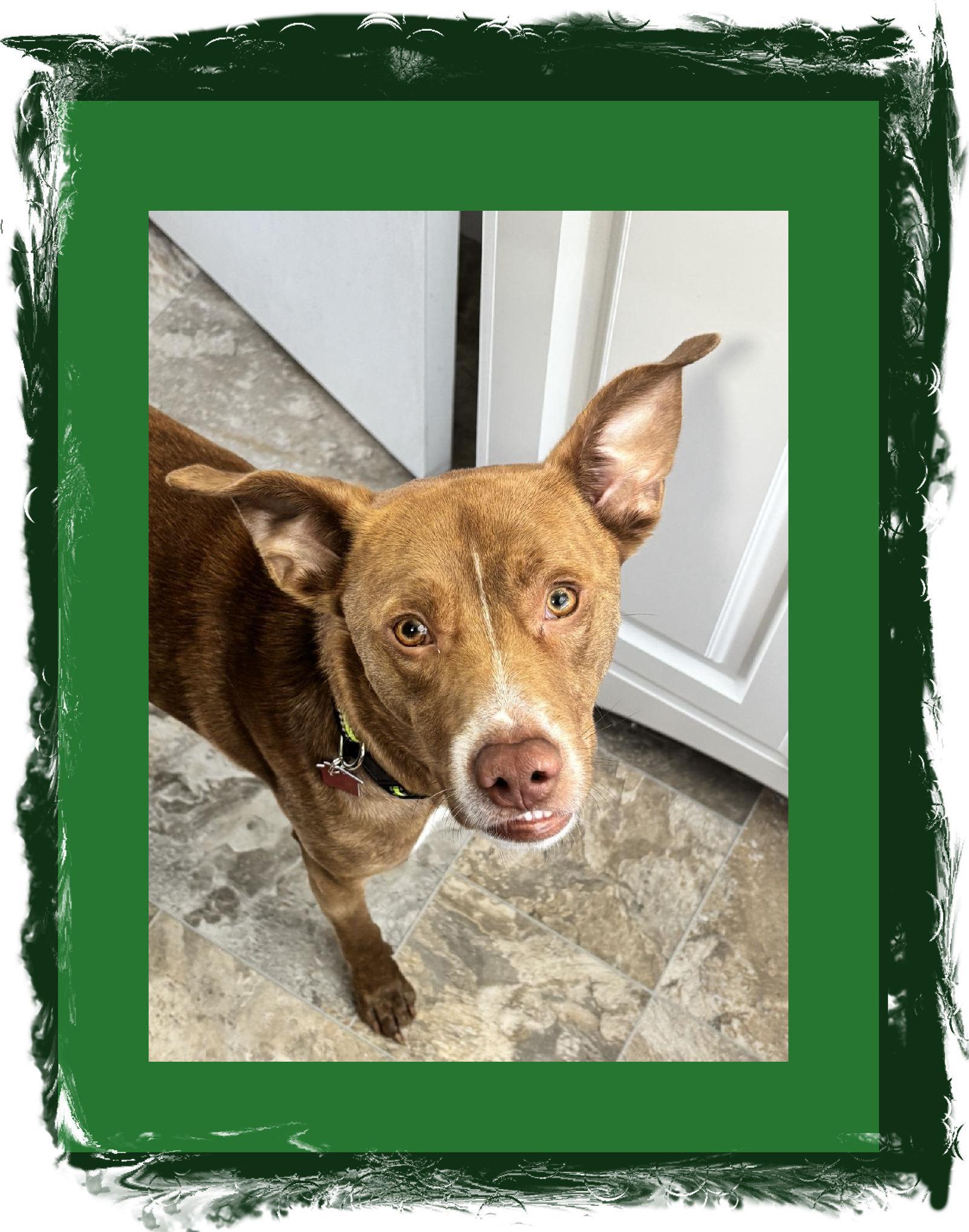 Dobie Great Family Dog