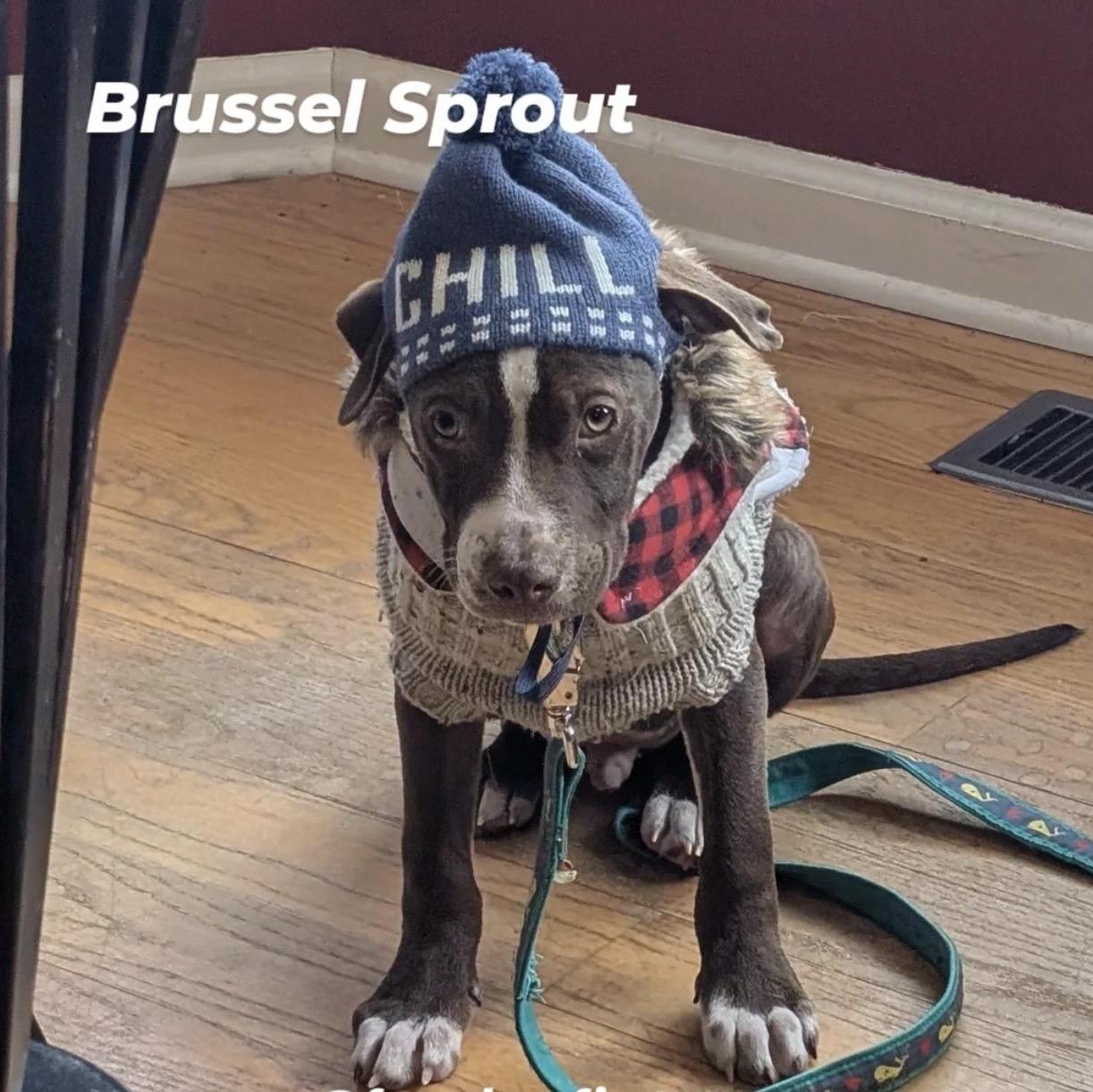 Brussel Sprout