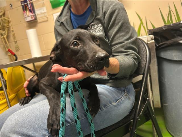 A young medium-sized male Labrador Retriever dog named Pup for adoption in Ocala, FL