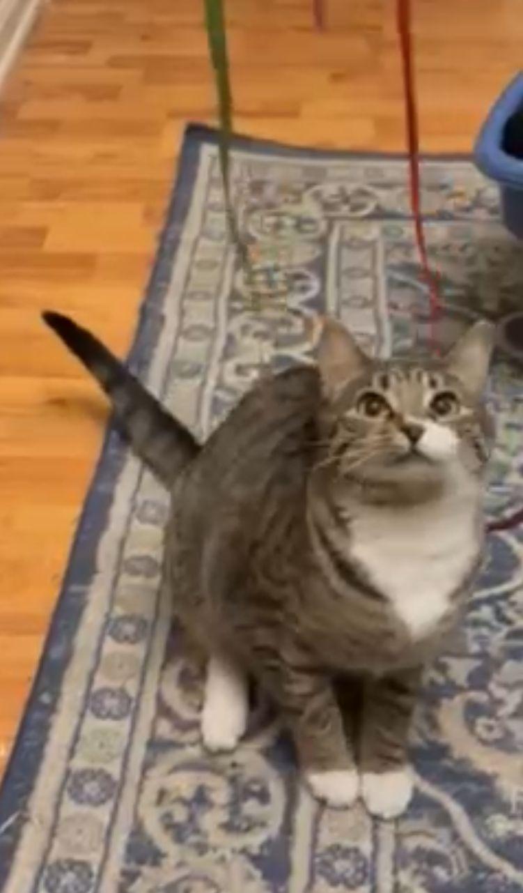 Scooby Doo C Bell photo 1