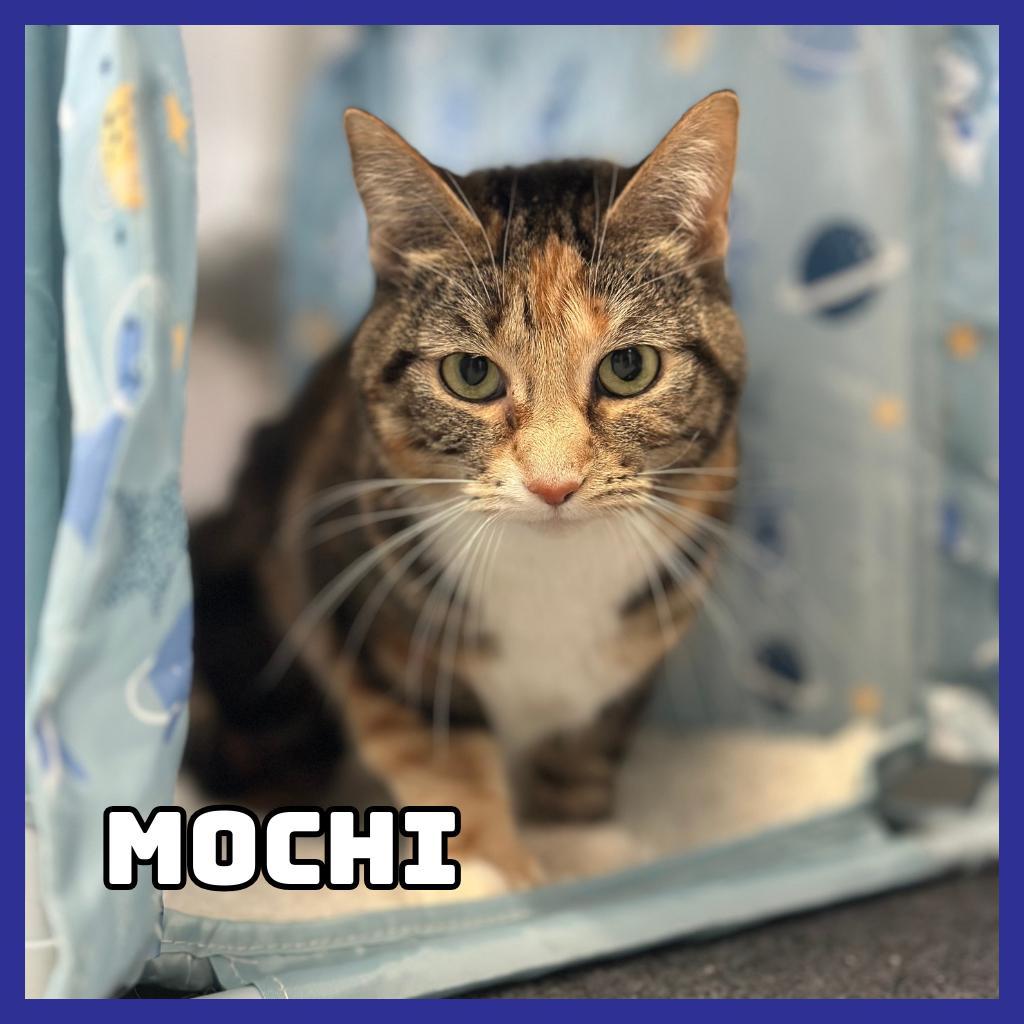 Mochi