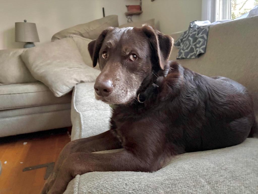 Jenkins Local photo 1