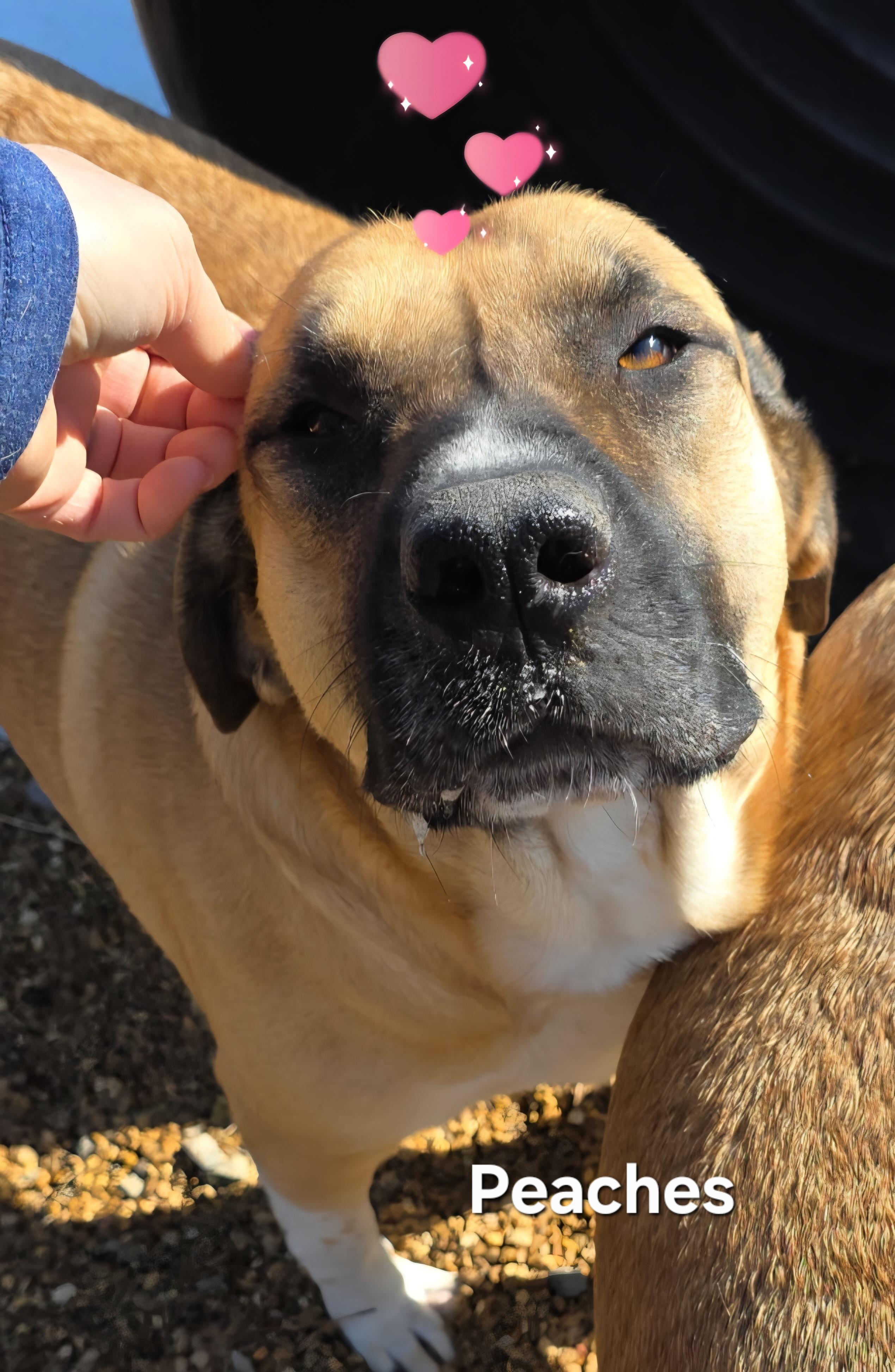 Peaches & Snookie Bonded