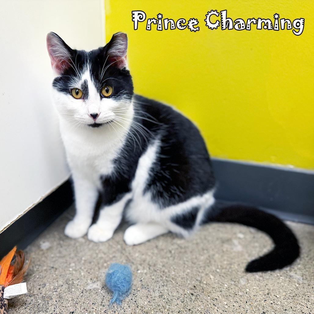 Prince Charming @carmel Petco