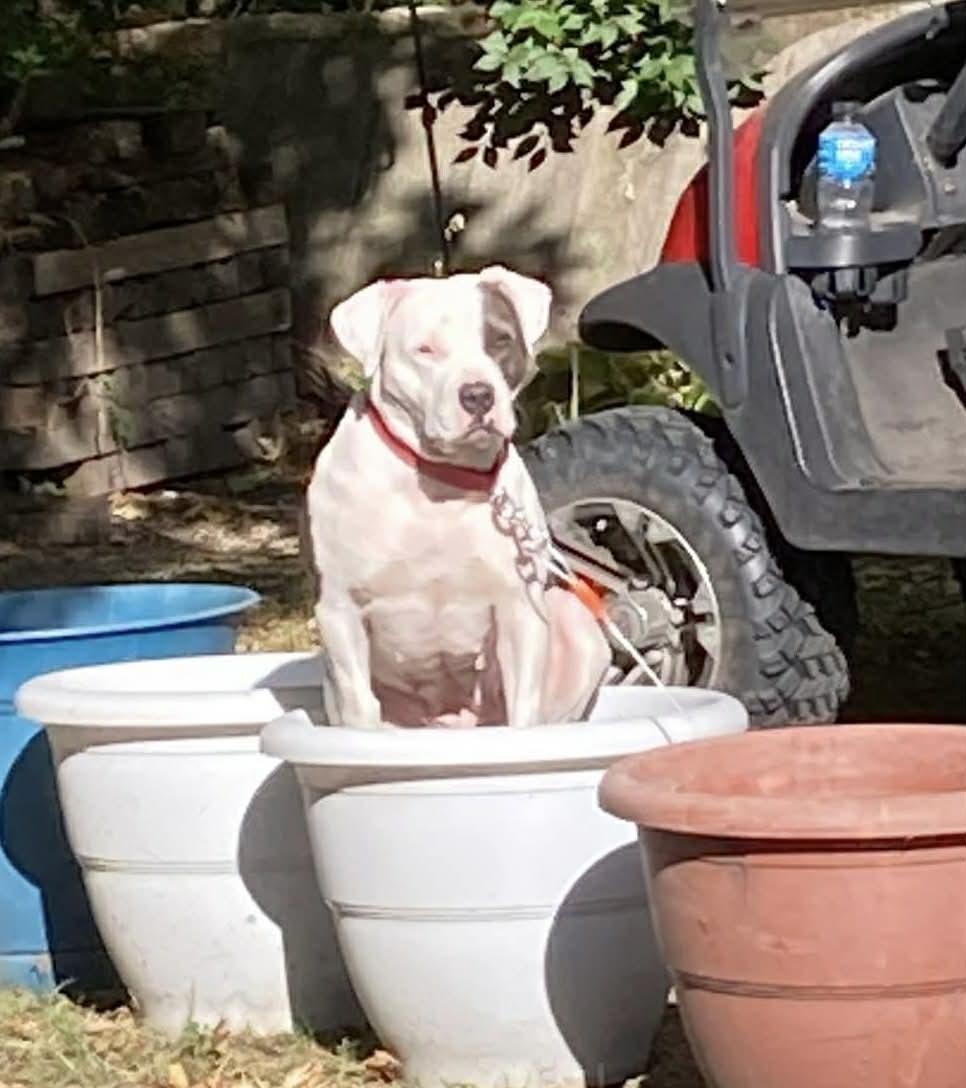 An adult medium-sized female White / Cream Pit Bull Terrier dog named Bubbles for adoption in Springfield, IL