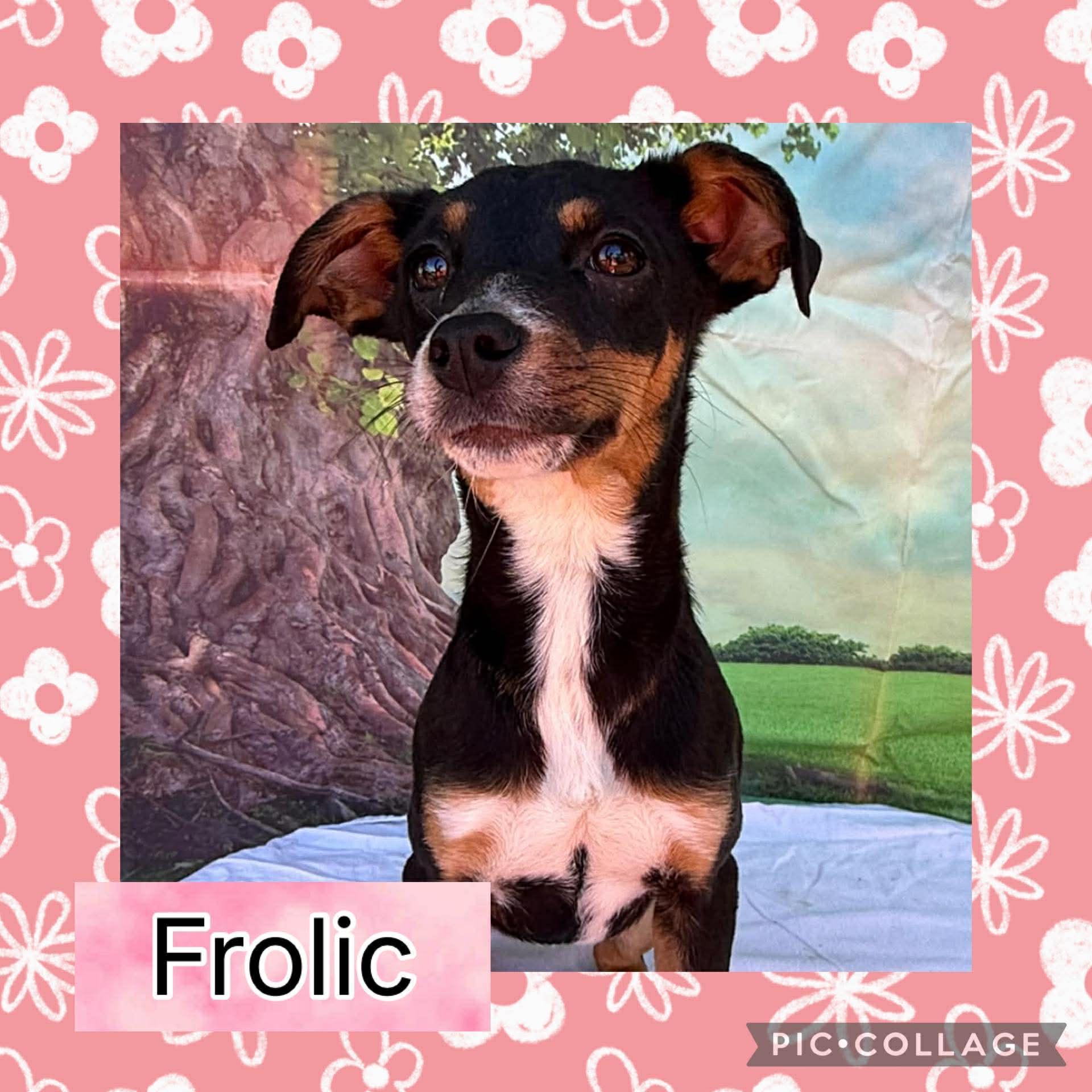Frolic