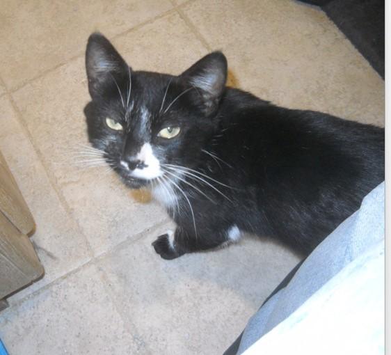 Pj Mother Cat photo 1