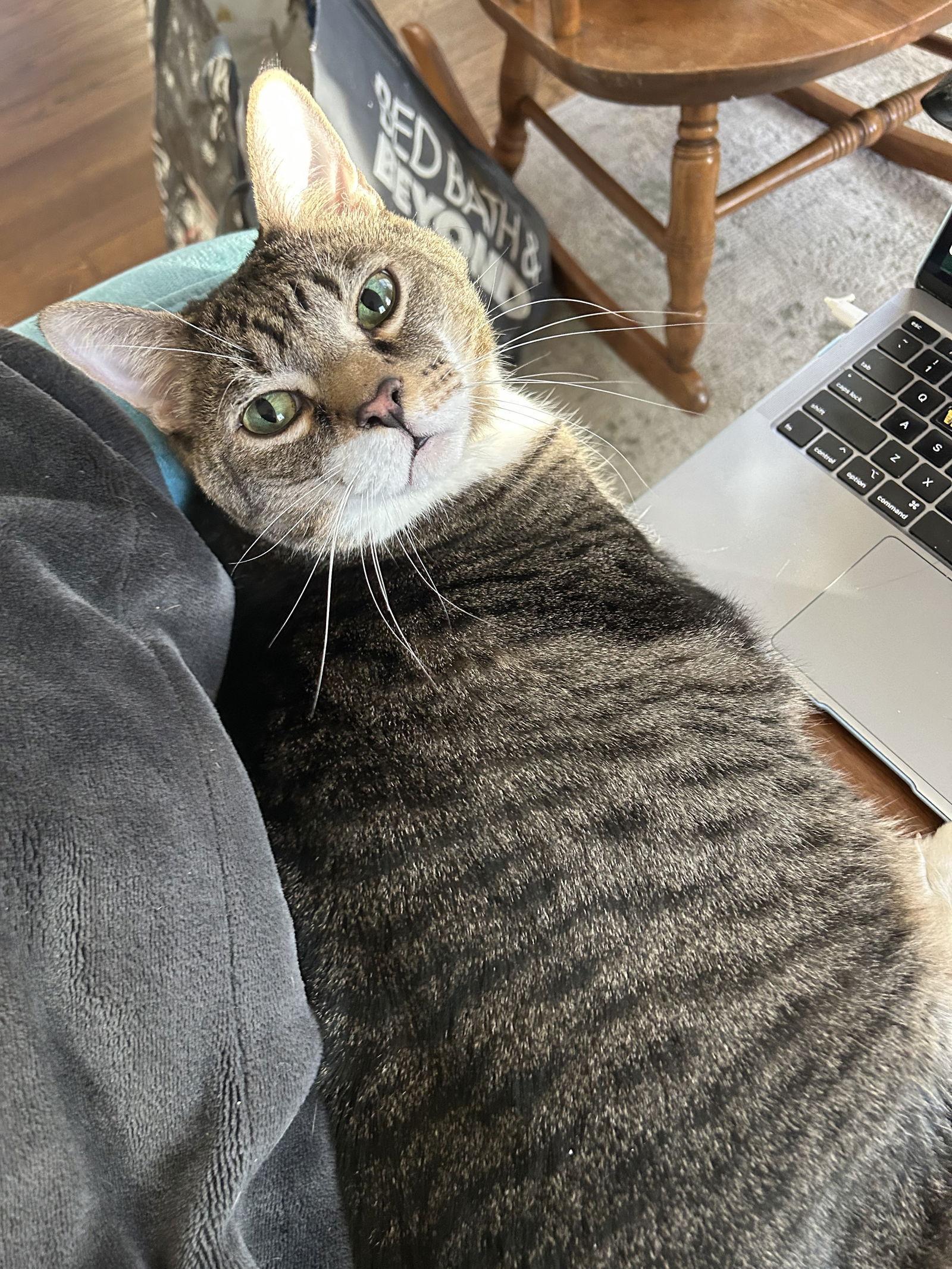 An adult large-sized male Domestic Short Hair cat named Phil for adoption in Dublin, OH