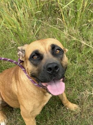 A young large-sized female Mixed Breed dog named Molli for adoption in Atlanta, GA