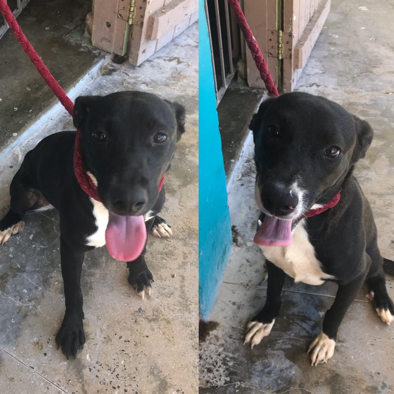 A young medium-sized female Black Labrador Retriever dog named Mulan for adoption in San Juan, PR