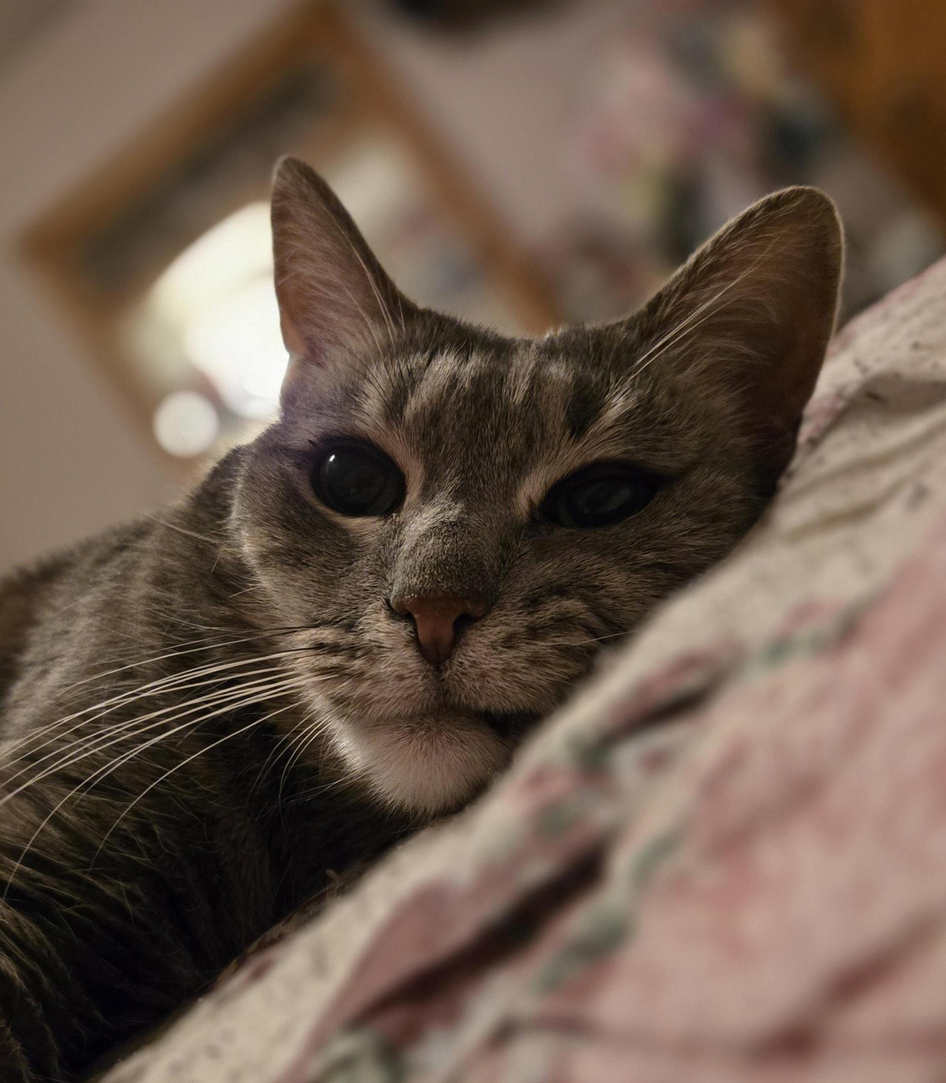 A senior medium-sized female Gray & White Domestic Short Hair cat named Honey for adoption in North Haledon, NJ