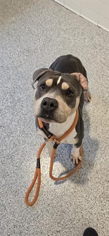 An adult large-sized female Pit Bull Terrier dog named Baby Cakes for adoption in Houston, TX