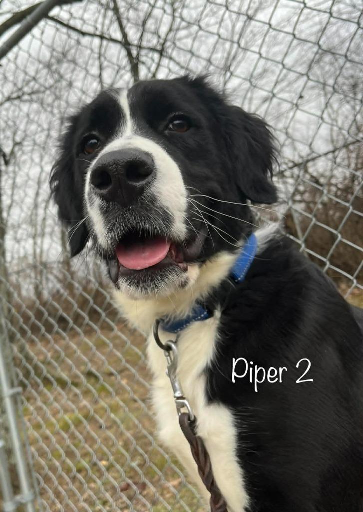 Piper