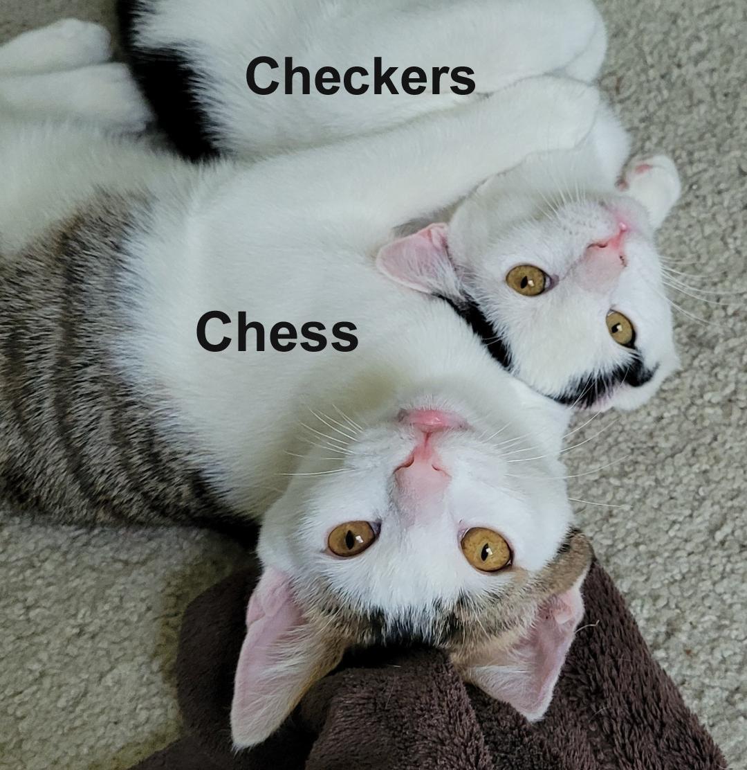 Chess Steck. photo 1