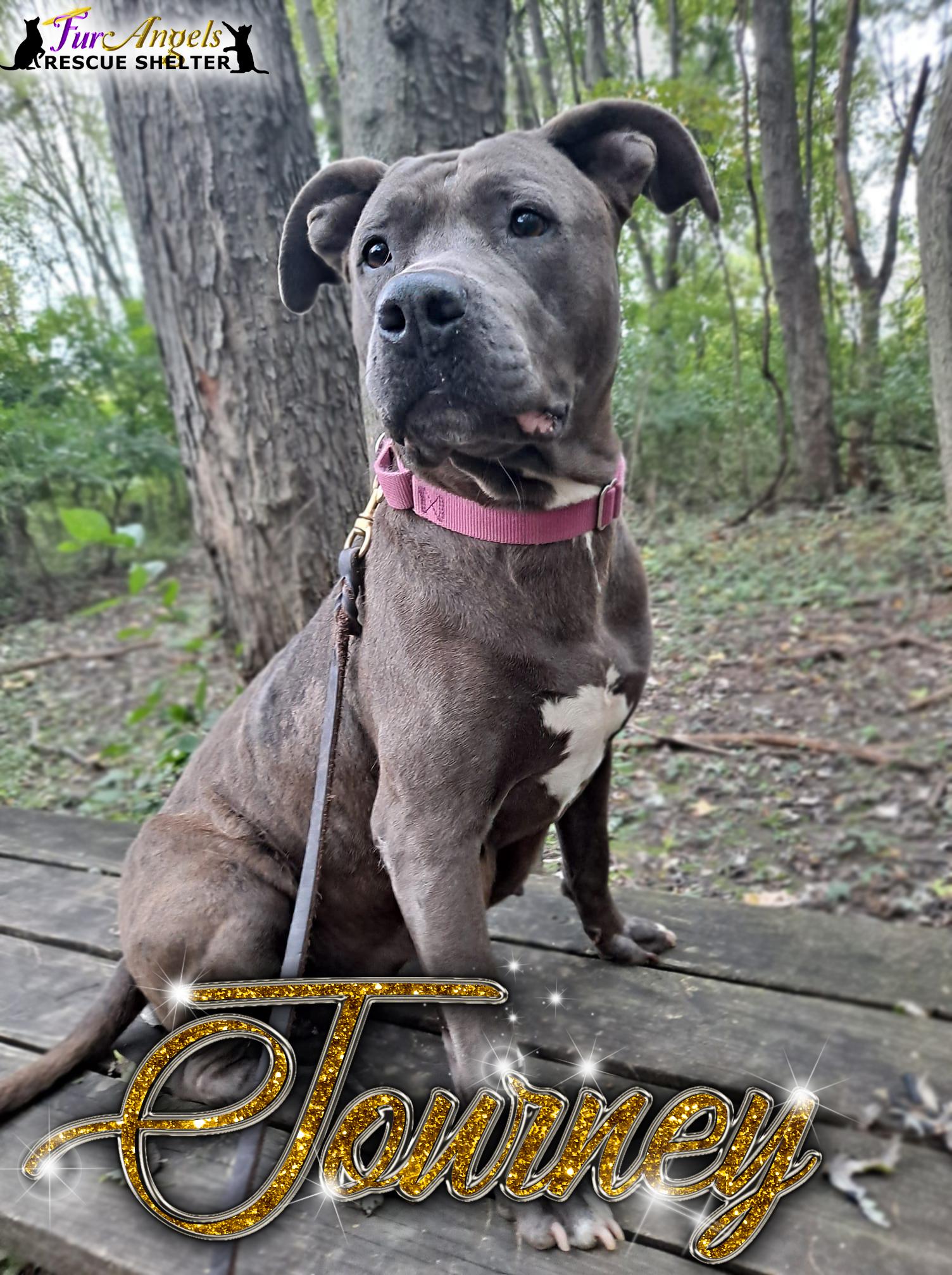 An adult large-sized female Gray / Blue / Silver Pit Bull Terrier dog named Journey for adoption in Toledo, OH