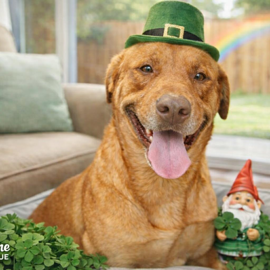 Carwash Buddy Lives At