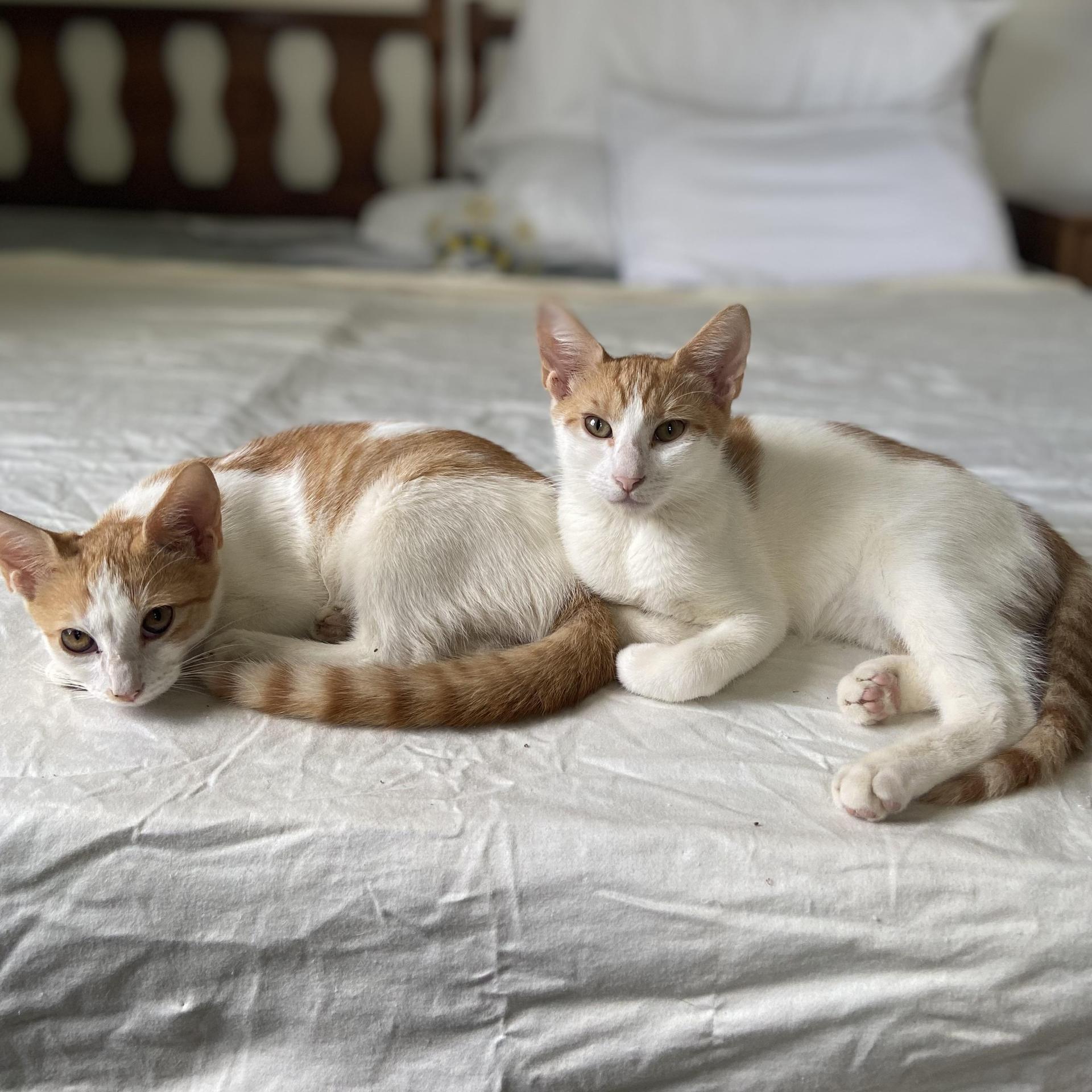 A baby small-sized male Orange & White Domestic Short Hair cat named George And Fred for adoption in FORT LAUDERDALE, FL