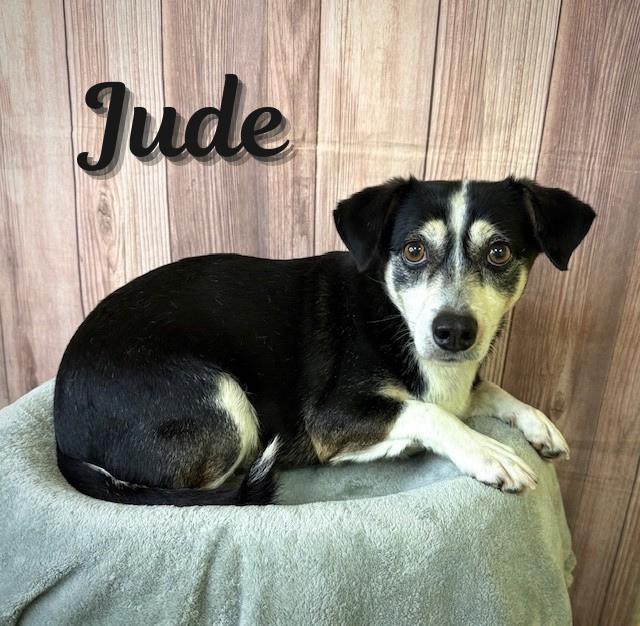 Jude