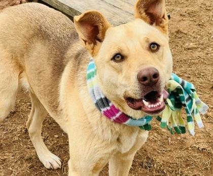 A young large-sized female German Shepherd Dog dog named Barbara $ for adoption in Seneca, SC