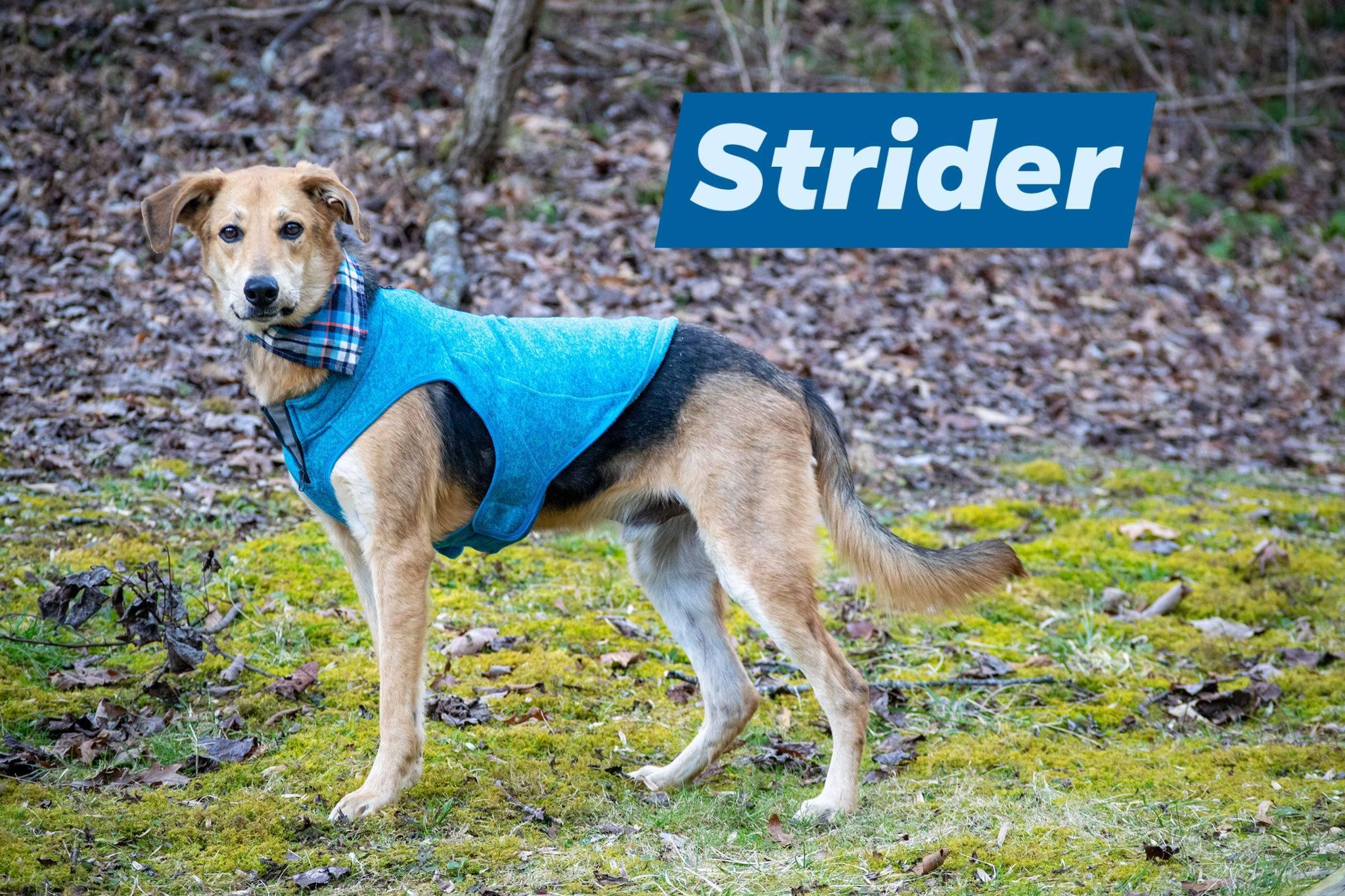 Strider