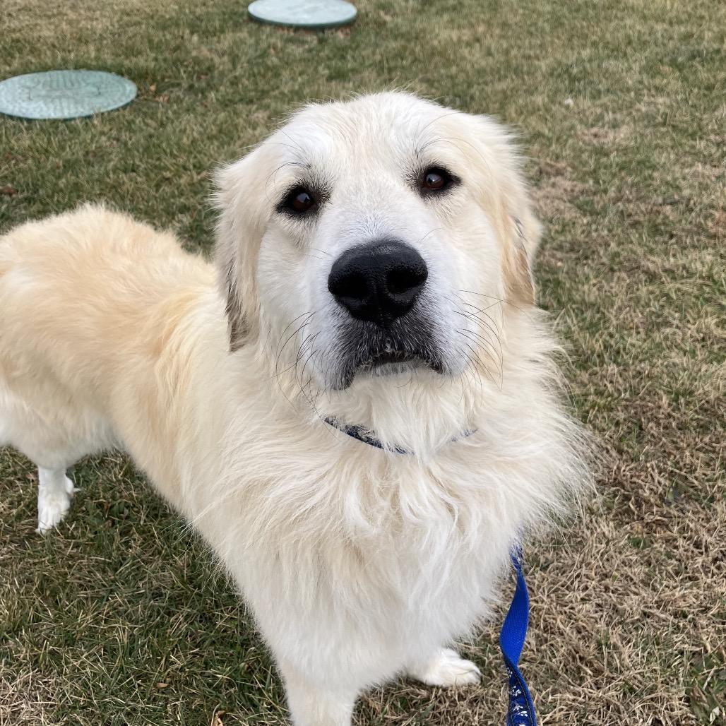 An adult large-sized male White / Cream Great Pyrenees dog named Nicholas for adoption in Marshall, VA