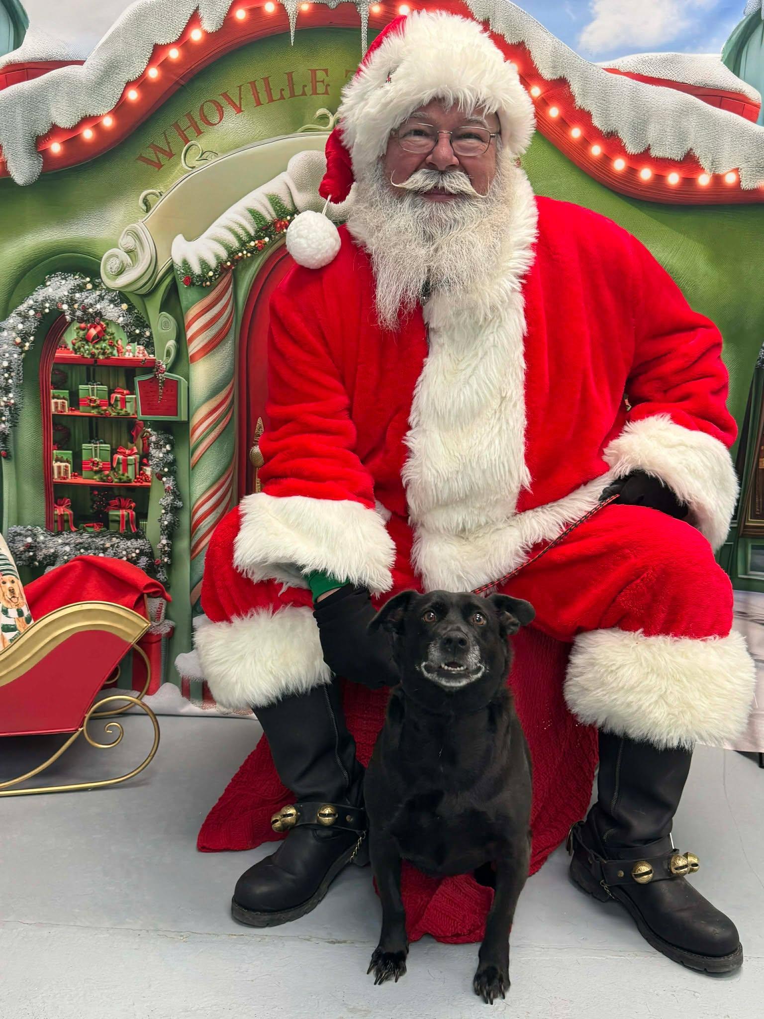 A senior medium-sized female Black Mixed Breed dog named Luna Star for adoption in Leitchfield, KY
