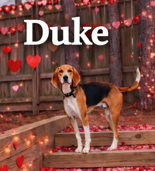 Duke