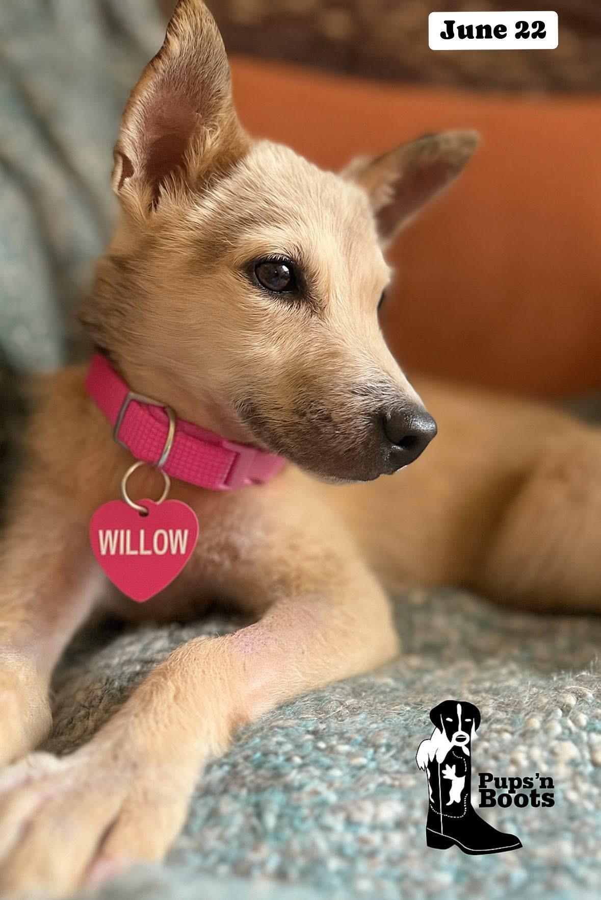 Willow