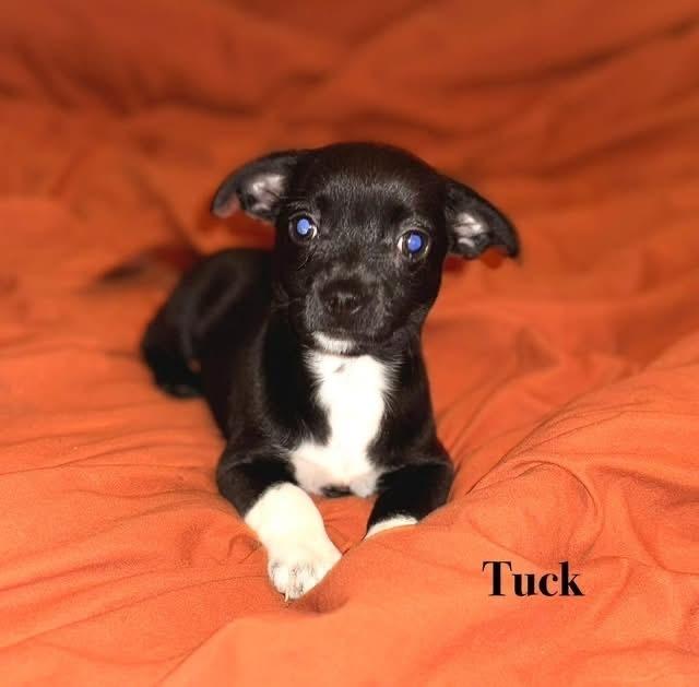 Tuck