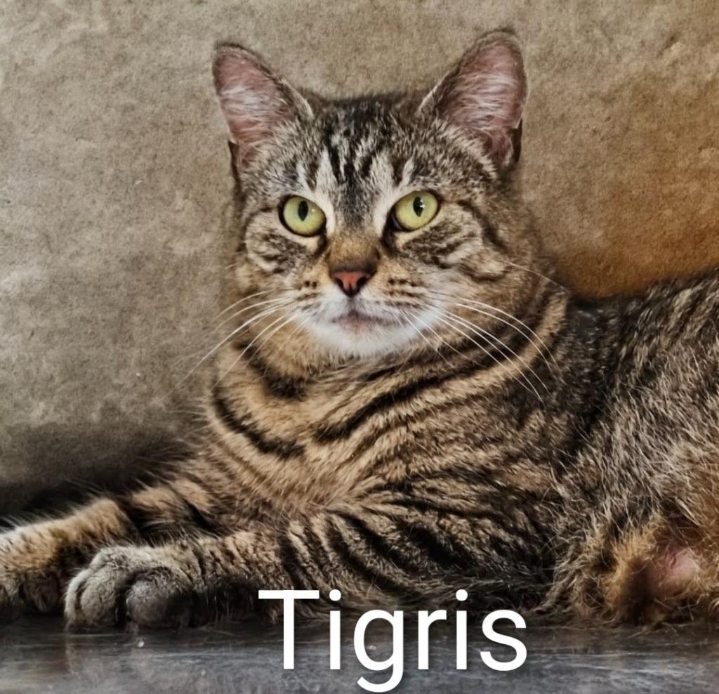 Tigris