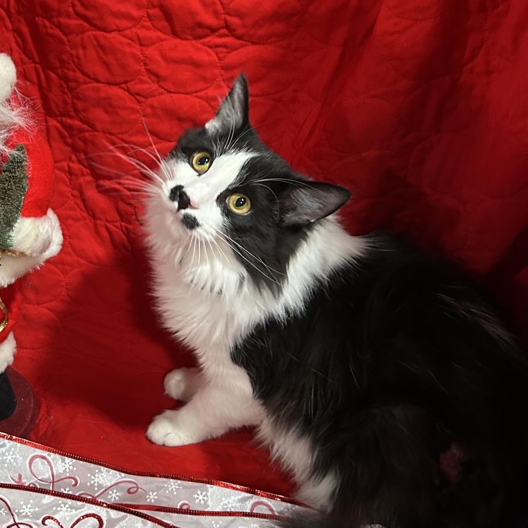 Charlie Chaplin photo 1