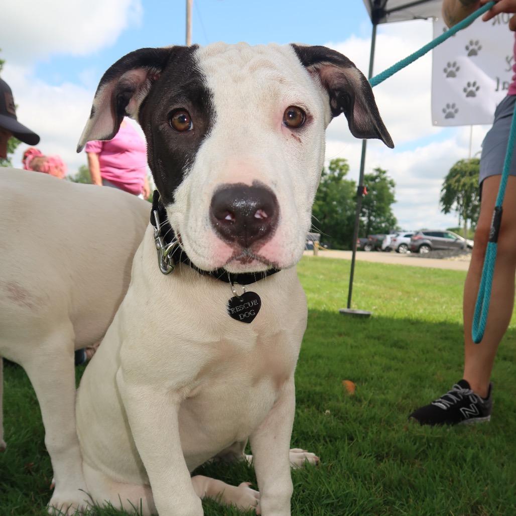Ginnygraduate Of Pawsinprison Program!