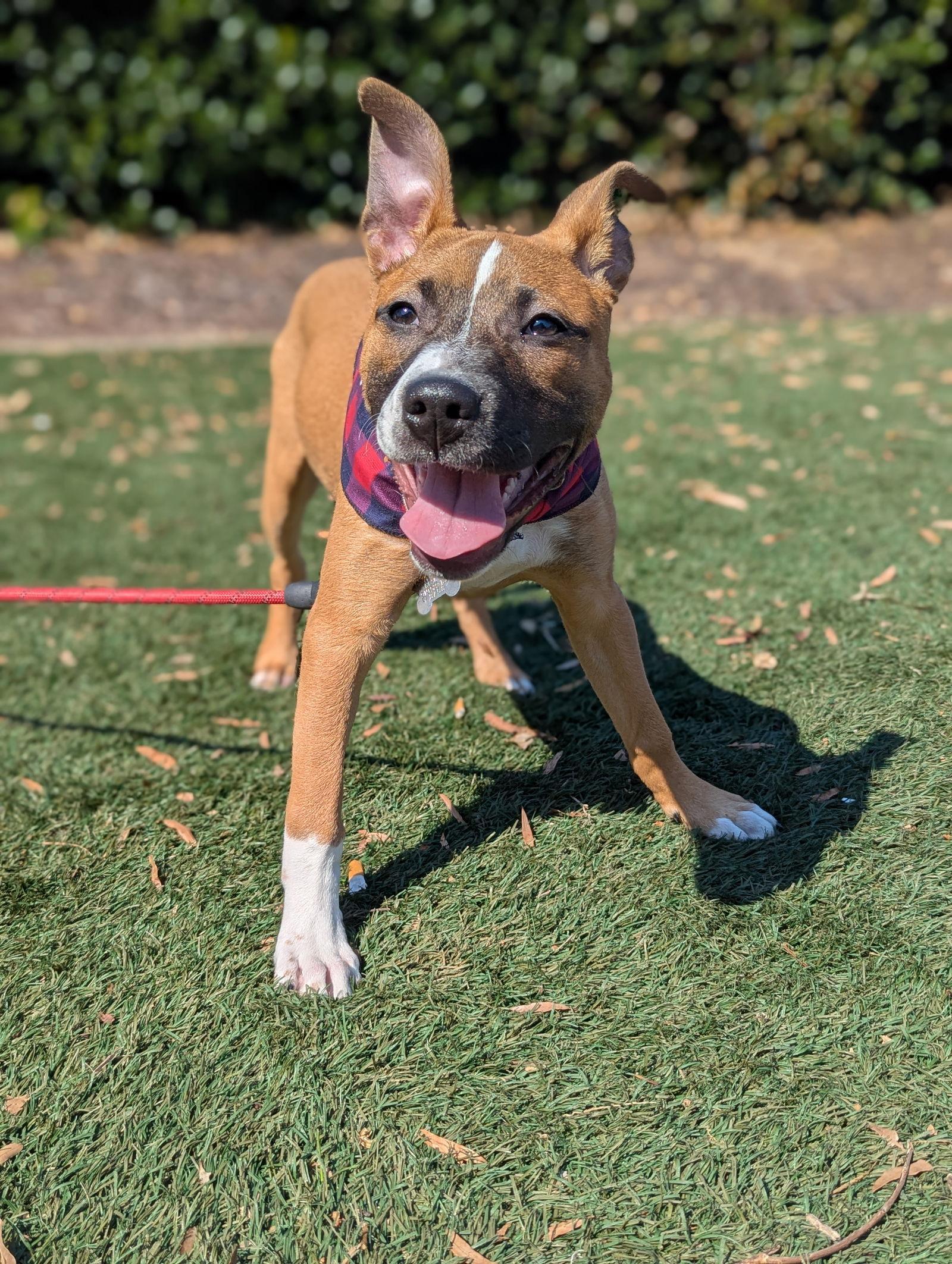 Nancy: Retired Lawyer Litter