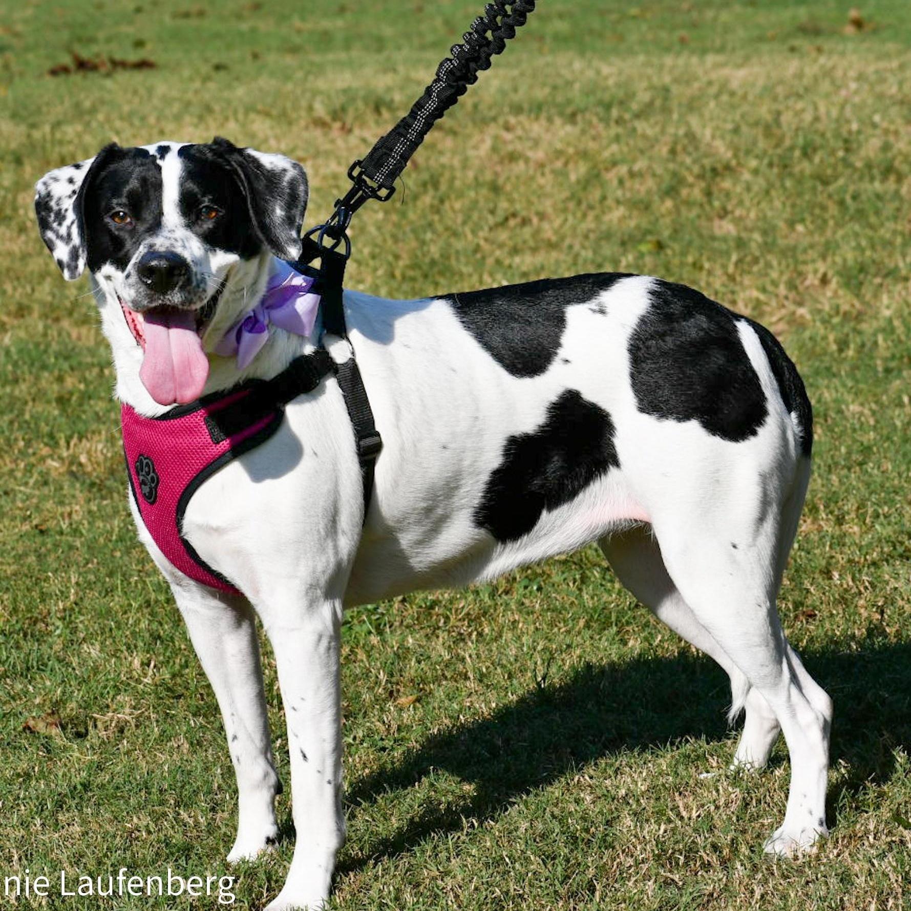 An adult medium-sized female Black Border Collie dog named Mobie for adoption in Houston, TX