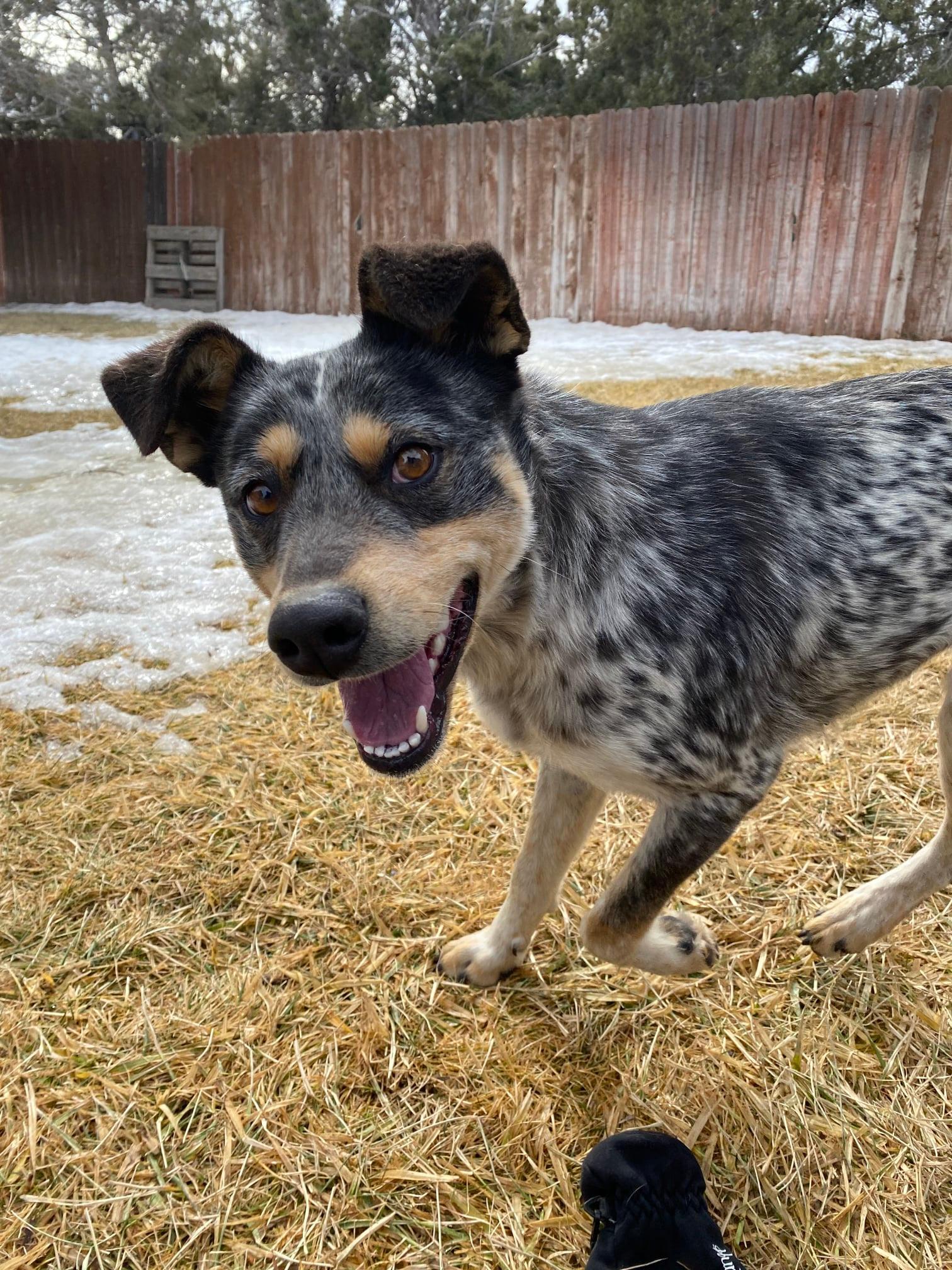 An adult medium-sized female Tricolor (Brown, Black, & White) Australian Cattle Dog / Blue Heeler dog named Misty for adoption in Durango, CO