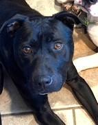 Cinder Lovely Lab Mix