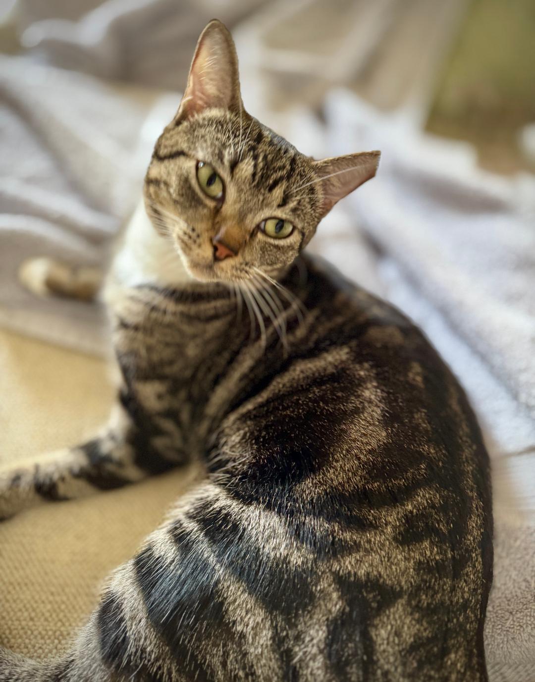 A young medium-sized female Tabby (Brown / Chocolate) Domestic Short Hair cat named Patches for adoption in Boca Raton, FL