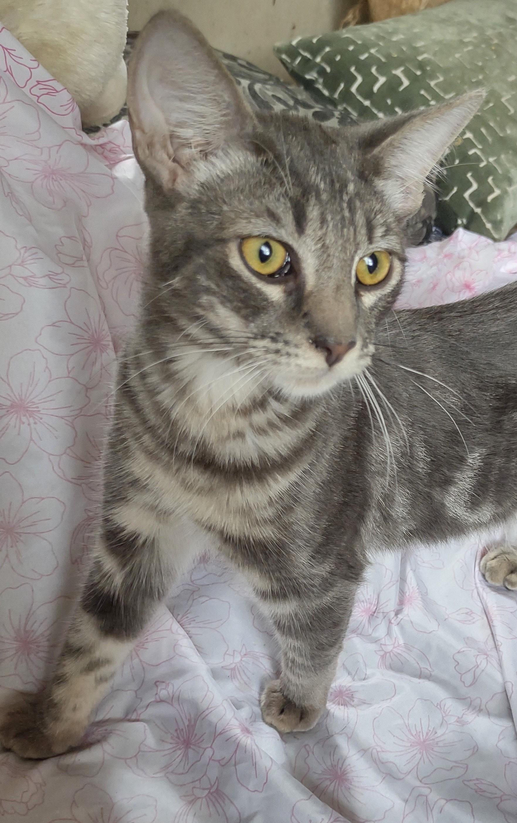 A young medium-sized male Domestic Short Hair cat named Fonz for adoption in La Puente, CA