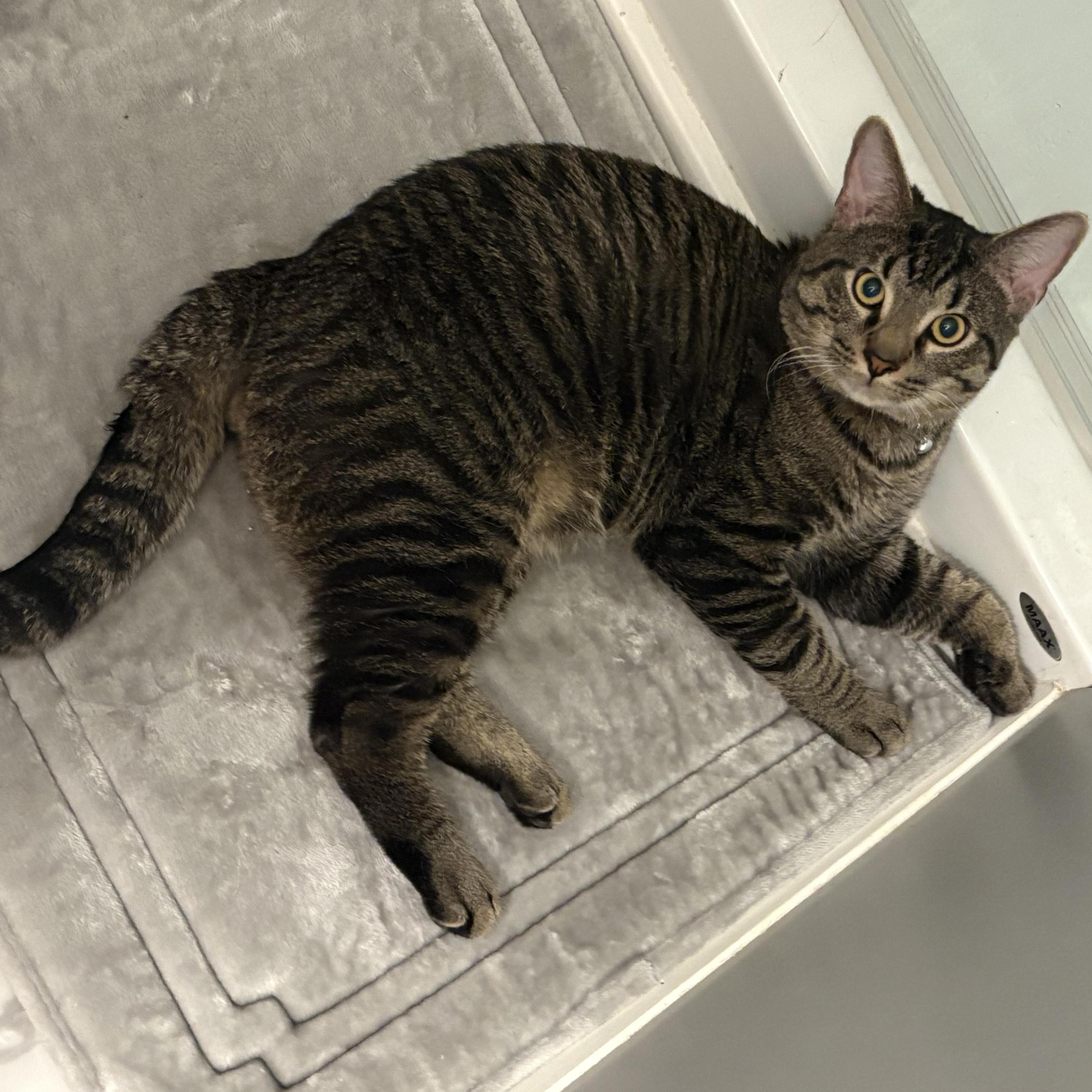 Mr. Peanut Butter photo 1