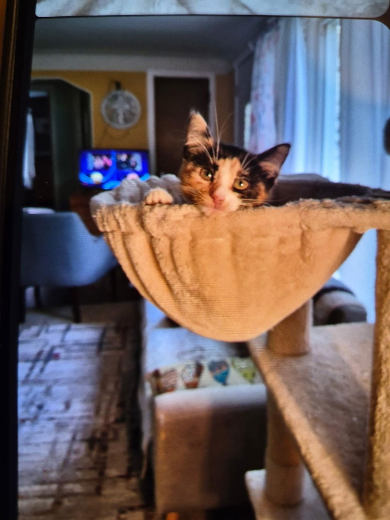 A baby small-sized female Calico cat named Cricket for adoption in Livonia, MI