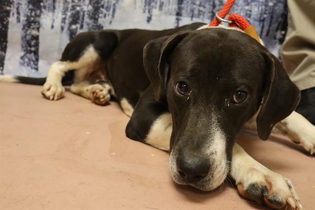 A young medium-sized male Mixed Breed dog named Donner for adoption in Columbia, SC