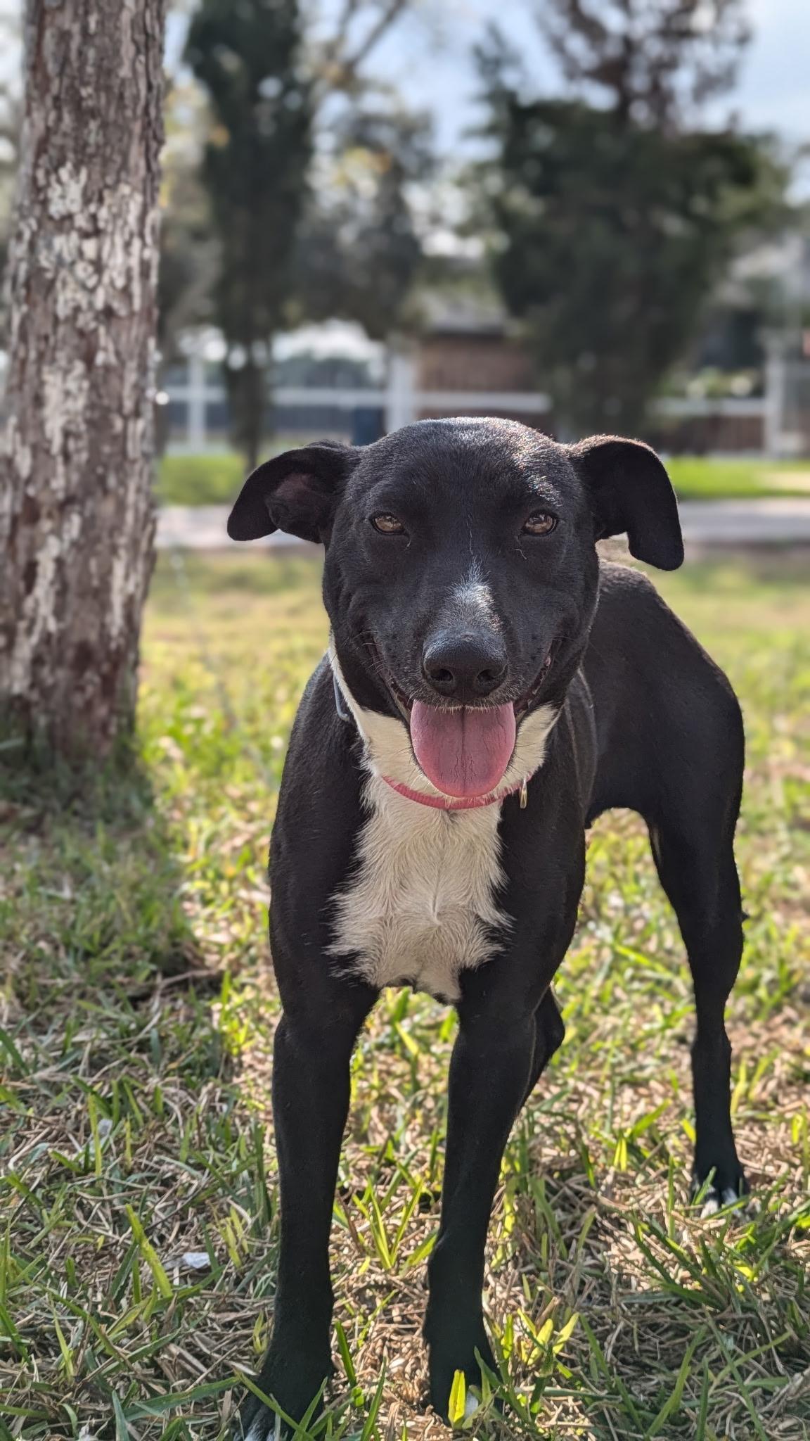 An adult medium-sized female Labrador Retriever dog named Sweetie for adoption in Harlingen, TX