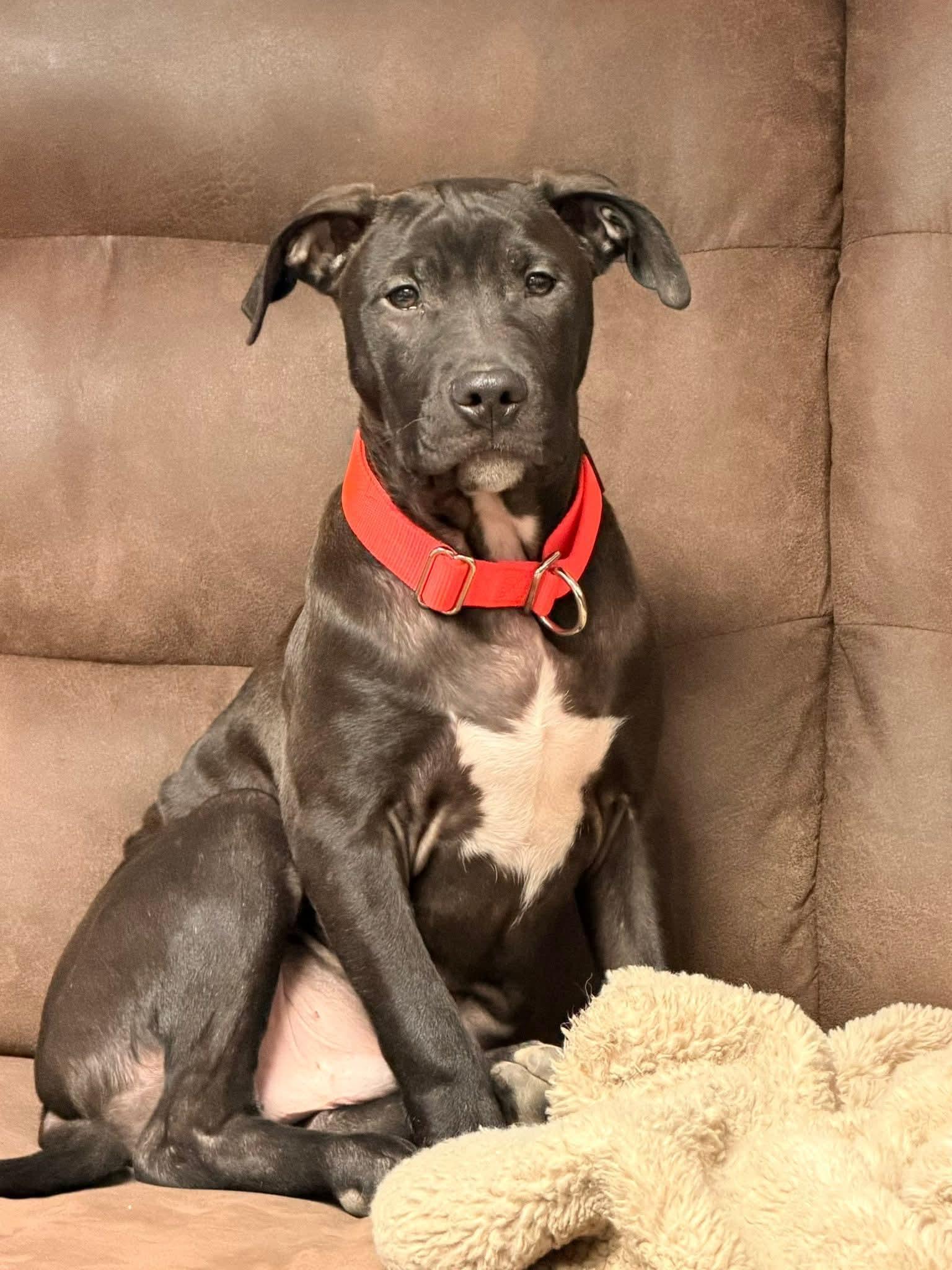 Rolly The Bully Puppy