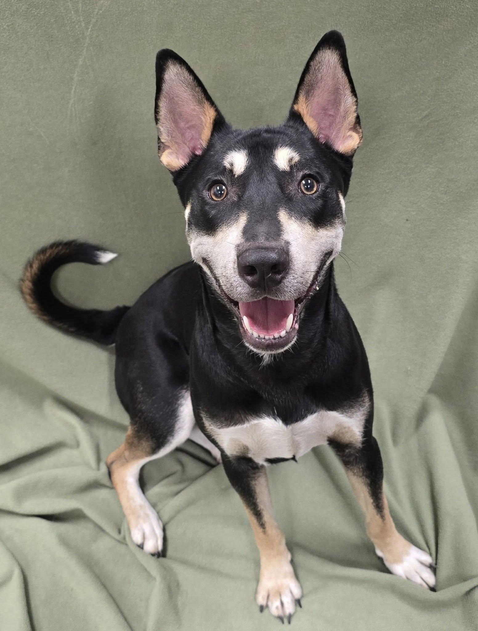 An adult medium-sized male Tricolor (Brown, Black, & White) German Shepherd Dog dog named Sparrow for adoption in Frankfort, IN
