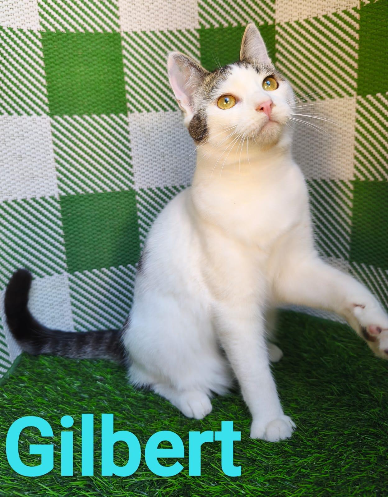 Gilbert