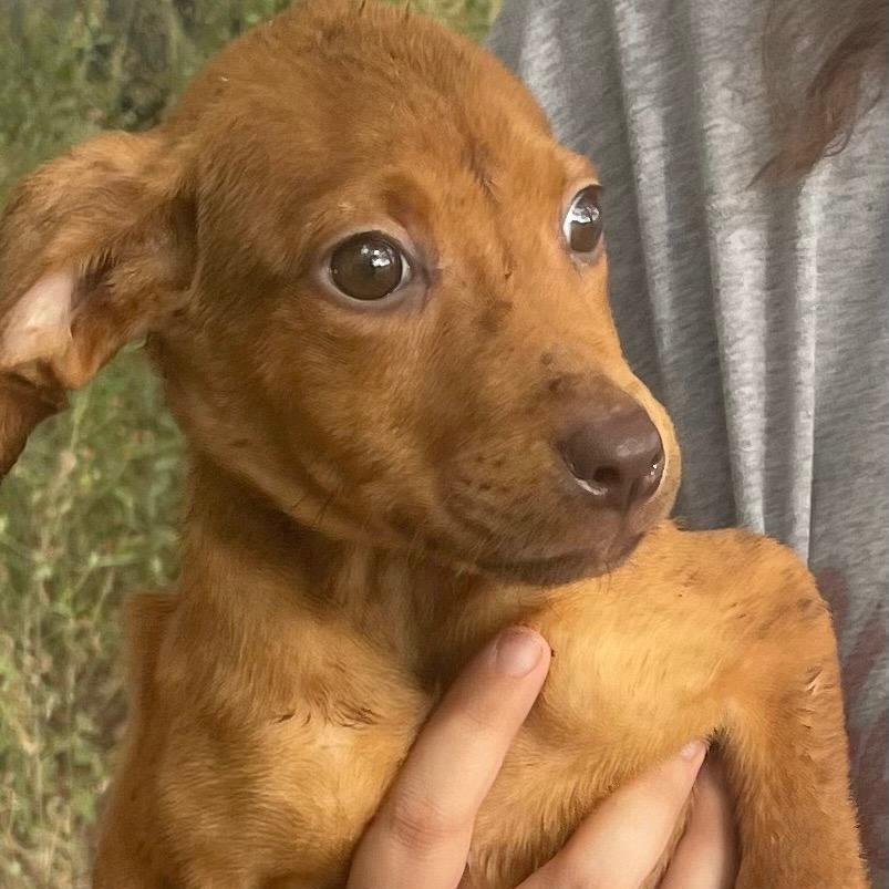 A baby medium-sized male Yellow Labrador Retriever dog named Blair Bear for adoption in Queen City, TX