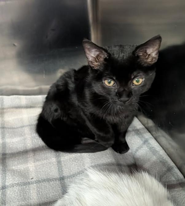 Sardinesbonded Pair Wmangle